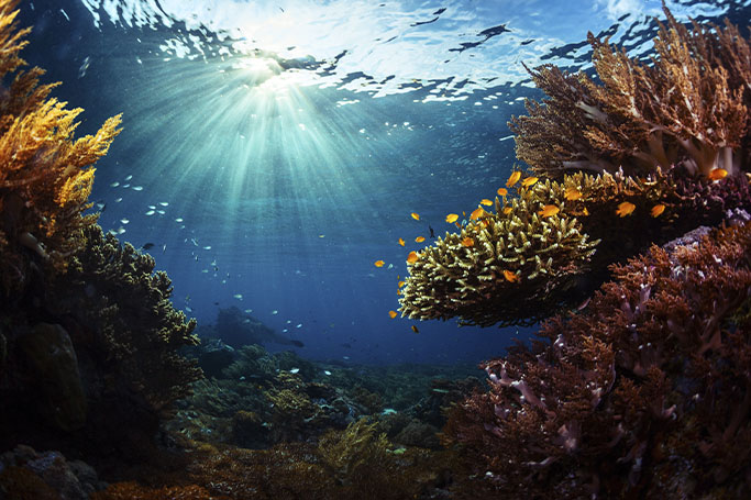 ¿A qué huele el mar? Compuestos químicos del olor a mar