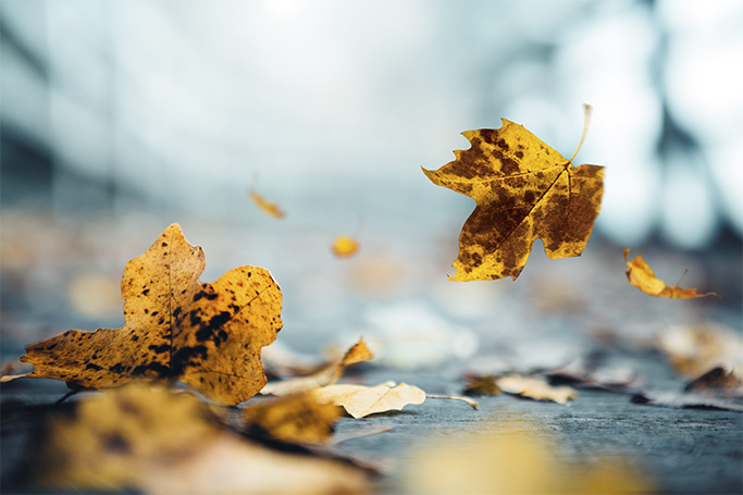 ¿Por qué caen las hojas en otoño y qué tiene que ver con la fotosíntesis de las plantas?